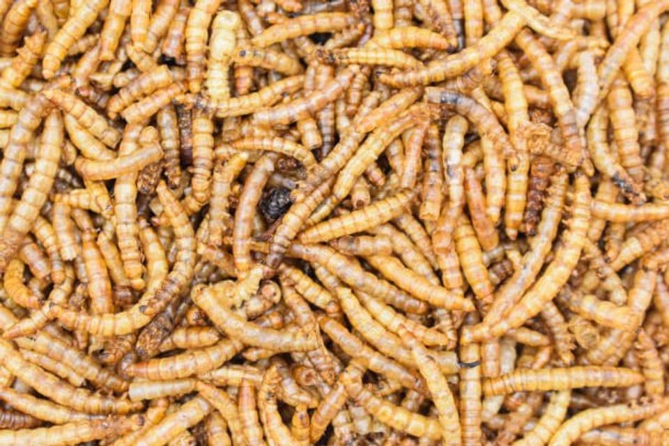 Tips dan Hasil yang Didapat Menggunakan Pakan Alami untuk Budidaya Ikan