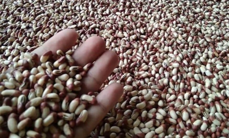 Cara Memilih Benih Kacang Panjang yang Baik untuk Dibudidayakan