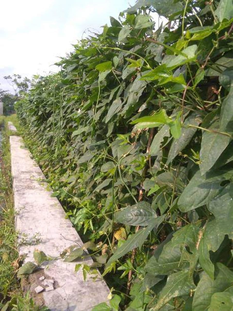 Keuntungan Membudidayakan Kacang Panjang dan Cara Perawatannya agar Hasil Maksimal