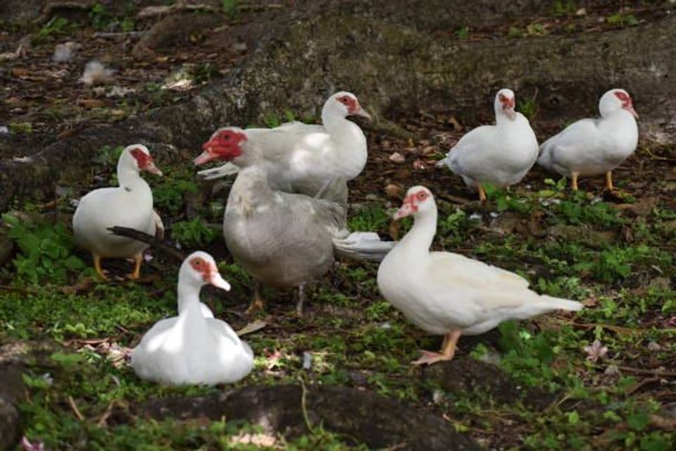 Cara Budidaya Entok atau Mentok bagi Pemula, Peluang Usaha Menjanjikan