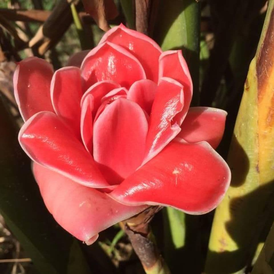 Begini Panduan Lengkap Cara Membudidayakan Tanaman Kecombrang yang Harus Dilakukan