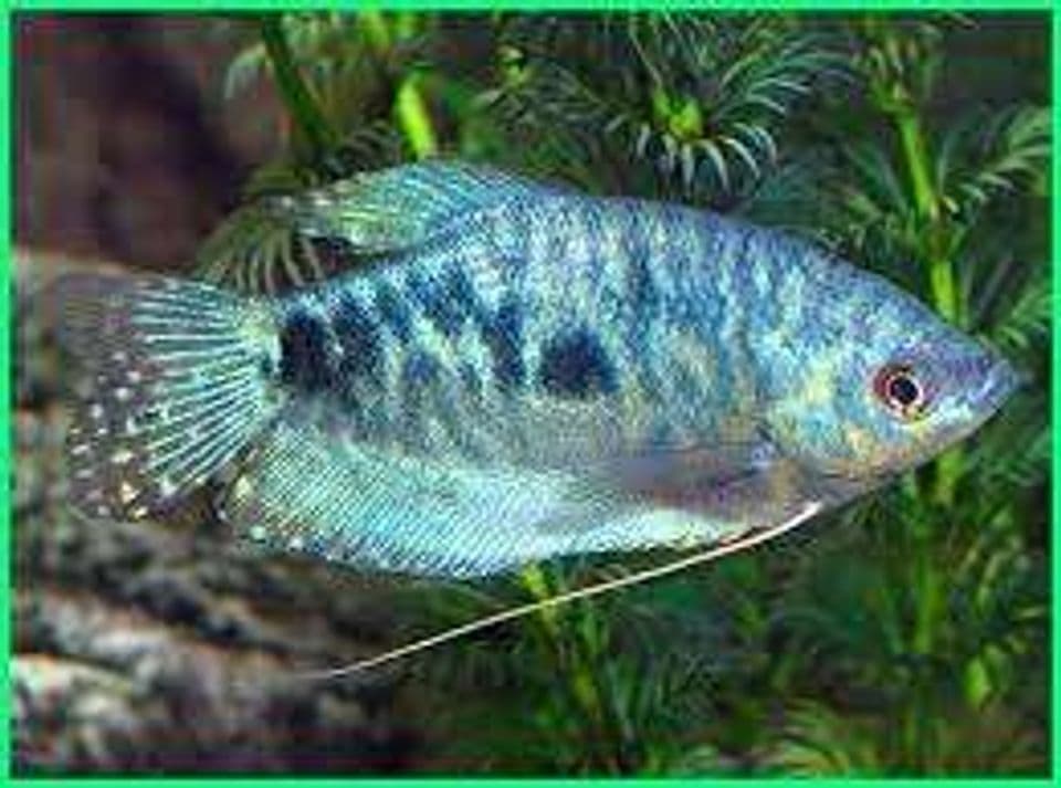 Cara Lengkap Budidaya Ikan Sepat Siam yang Mudah Bagi Pemula