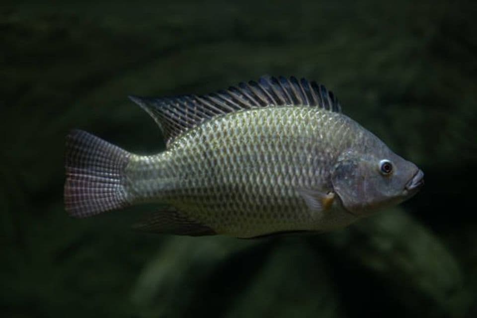 Budidaya Ikan Mujair: Cara Pembenihan dan Pemijahan yang Baik dan Benar