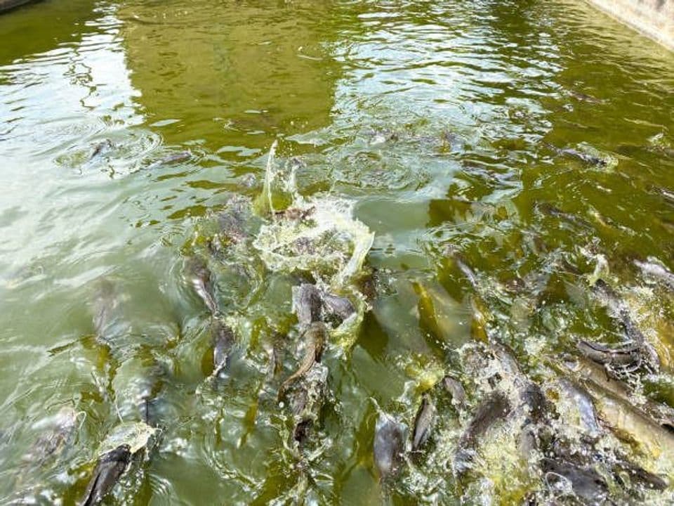 Budidaya Lele Menggunakan Sistem Bioflok agar Hemat Pakan, Begini Caranya!