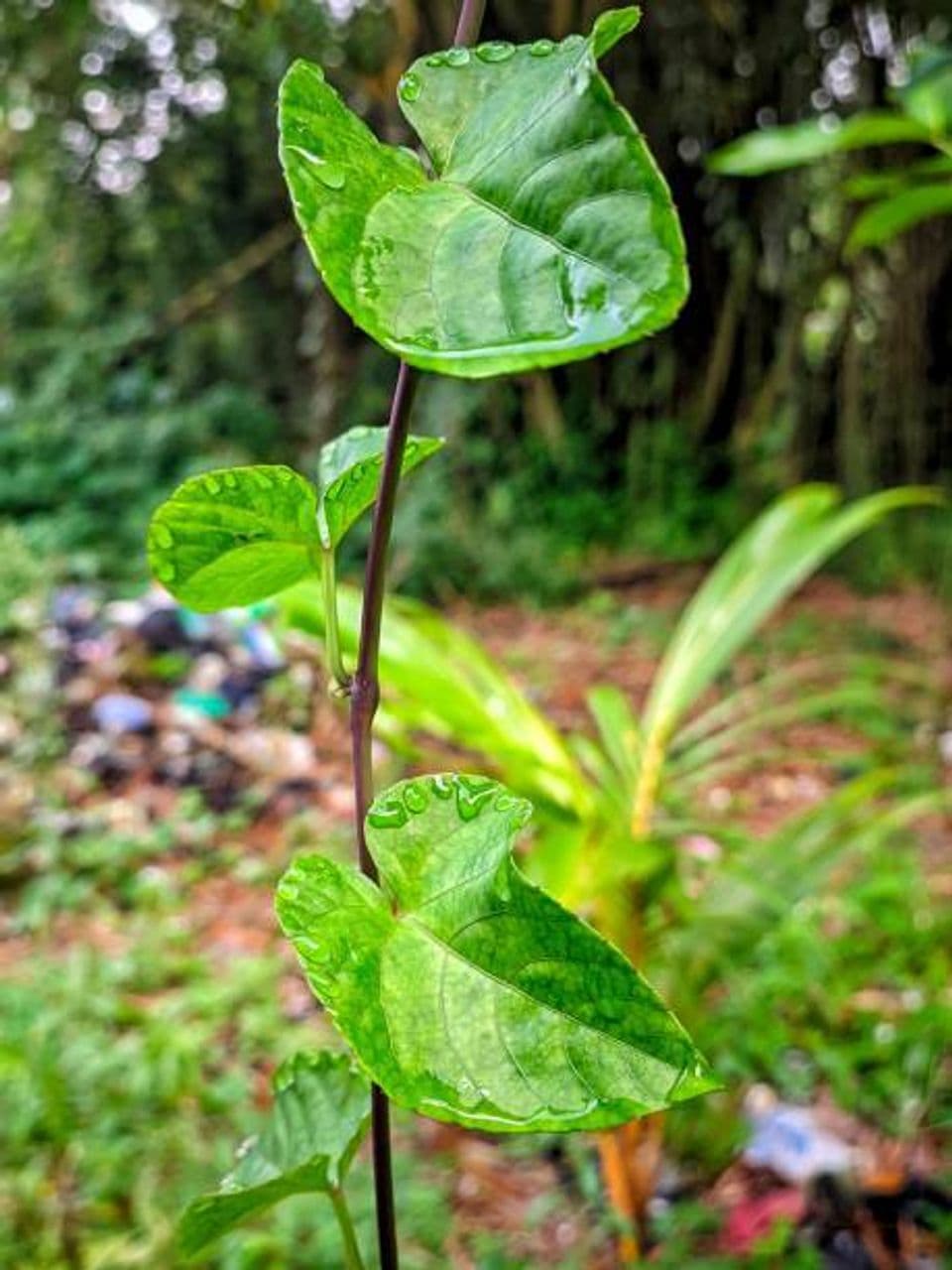 Begini Cara Membudidayakan Tanaman Herbal Brotowali di Pekarangan Rumah