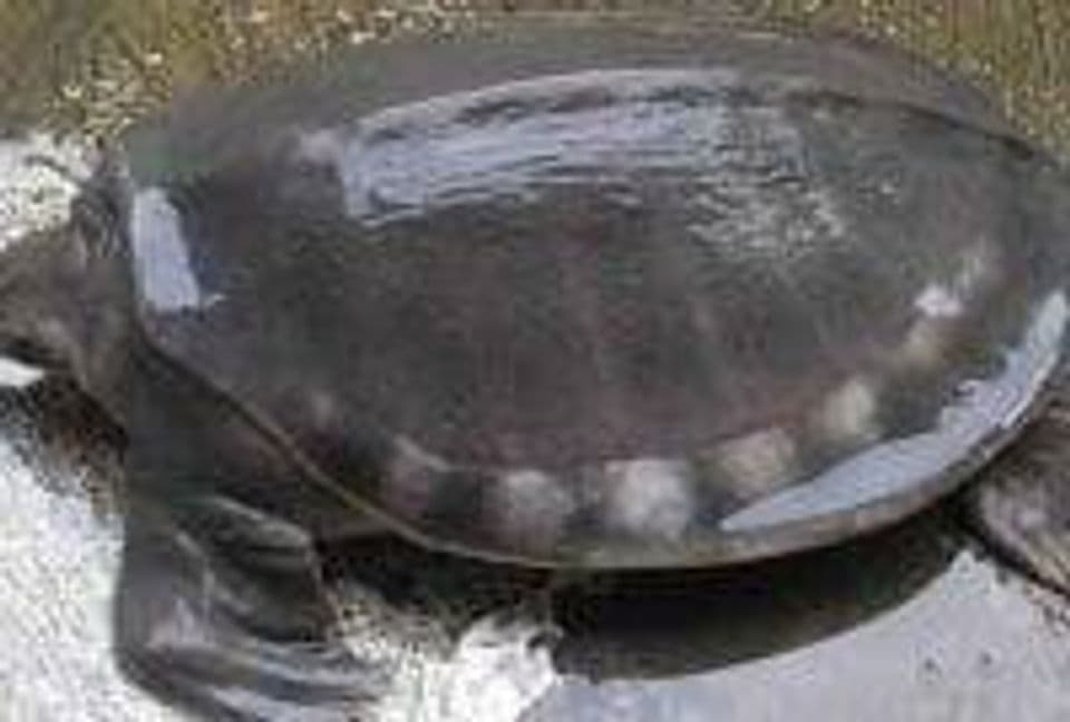 Panduan Lengkap Budidaya Labi-labi: Pemilihan Induk Hingga Pembesaran