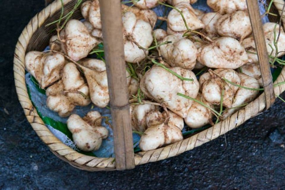 Budidaya Bengkoang: Persiapan Benih Hingga Pemanenan