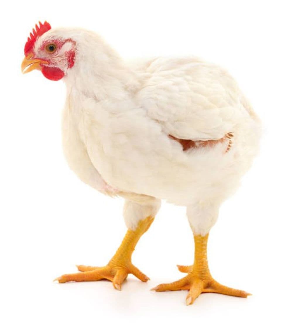 Ternak Ayam Broiler Ternyata Sangat Menguntungkan