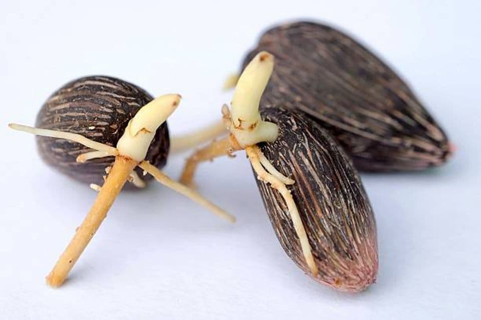 Wajib Teliti! Begini Membedakan Kecambah Kelapa Sawit Asli dan Palsu