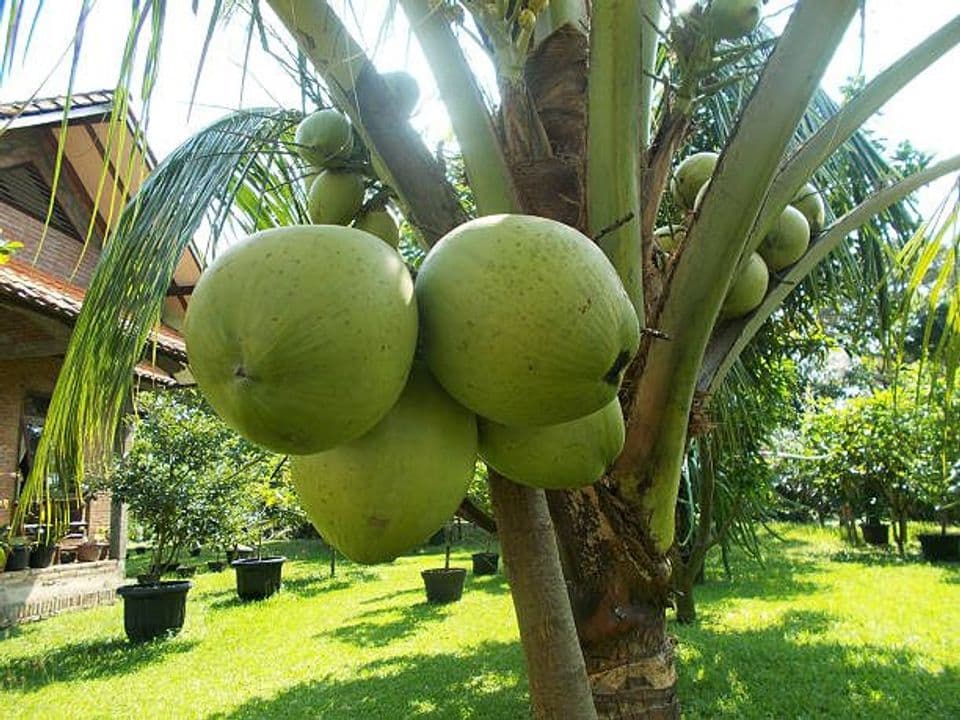 Begini Panduan Membudidayakan Kelapa Hibrida agar Hasil Panen Maksim