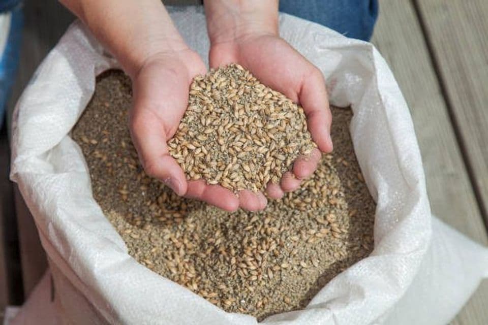 Cara Mengolah Pakan Ayam Sendiri dan Peluang Usahanya