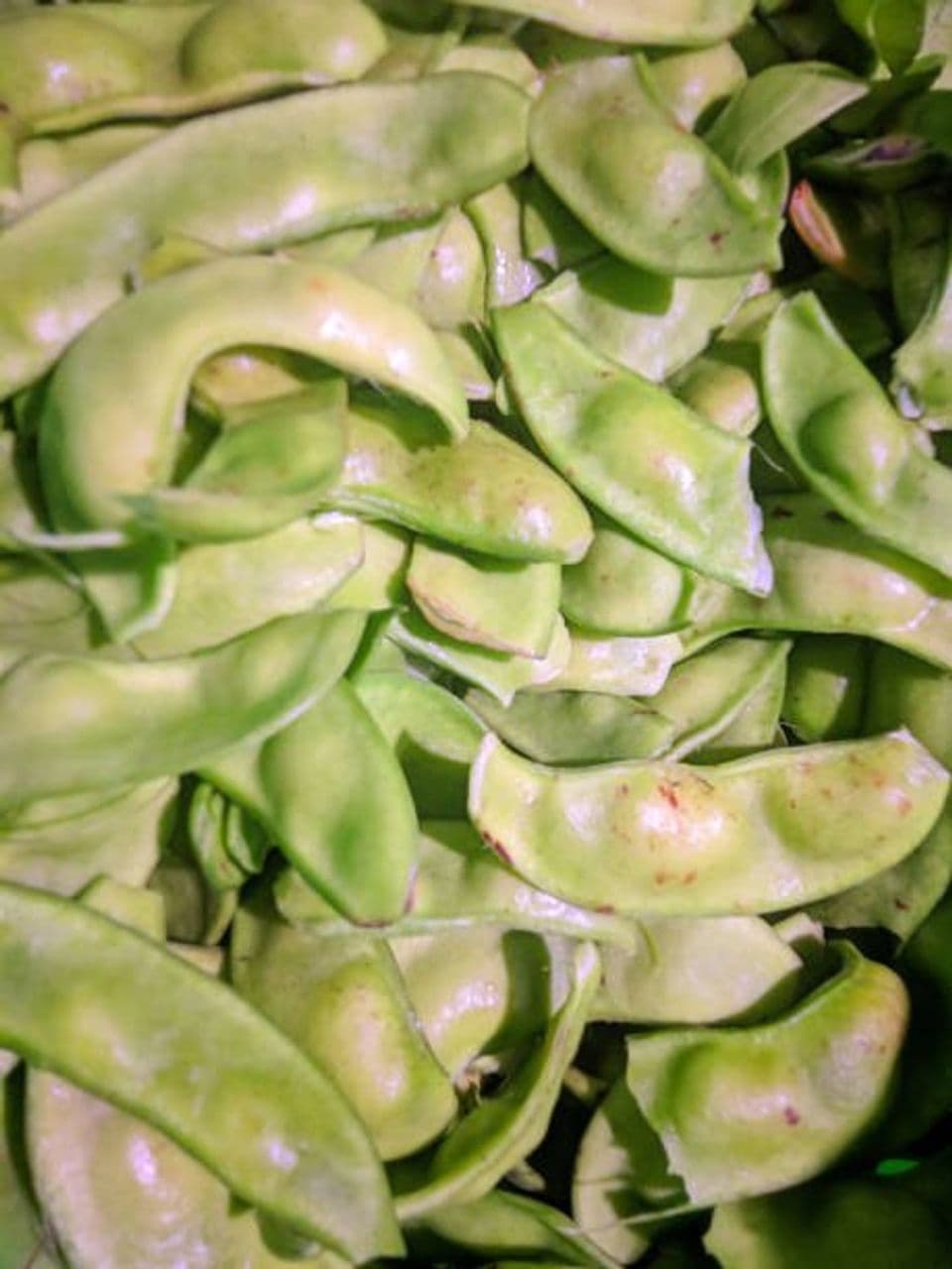 Panduan Lengkap dan Mudah Budidaya Kacang Koro Secara Maksimal