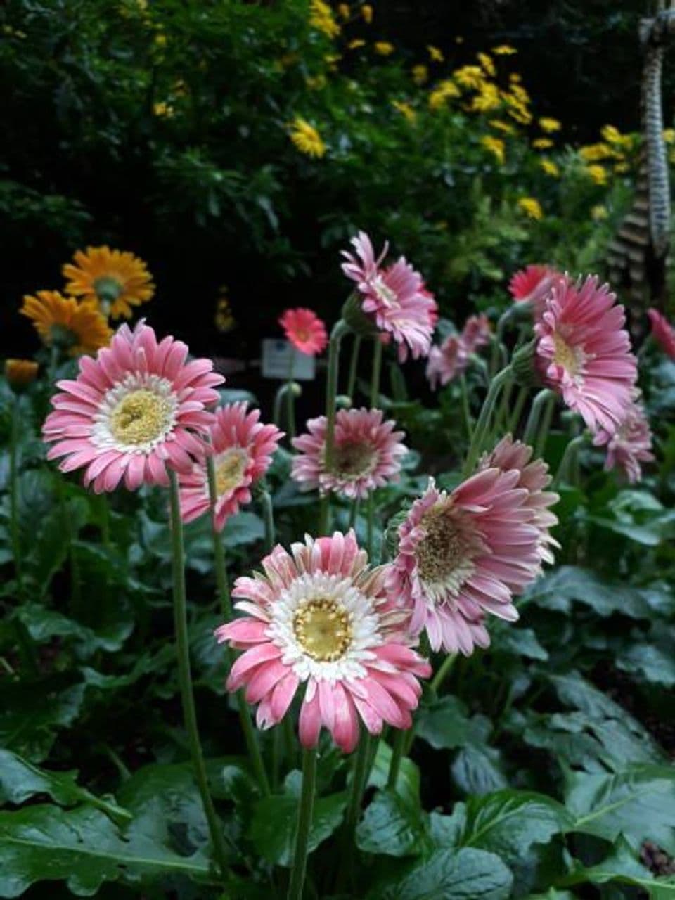 Budidaya Bunga Gerbera: Pembibitan, Cara Menanam Hingga Panen