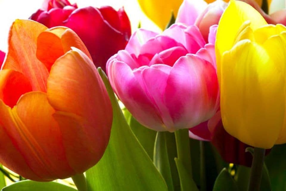 Tips dan Trik bagi Kamu, Pemula yang Ingin Membudidayakan Bunga Tulip