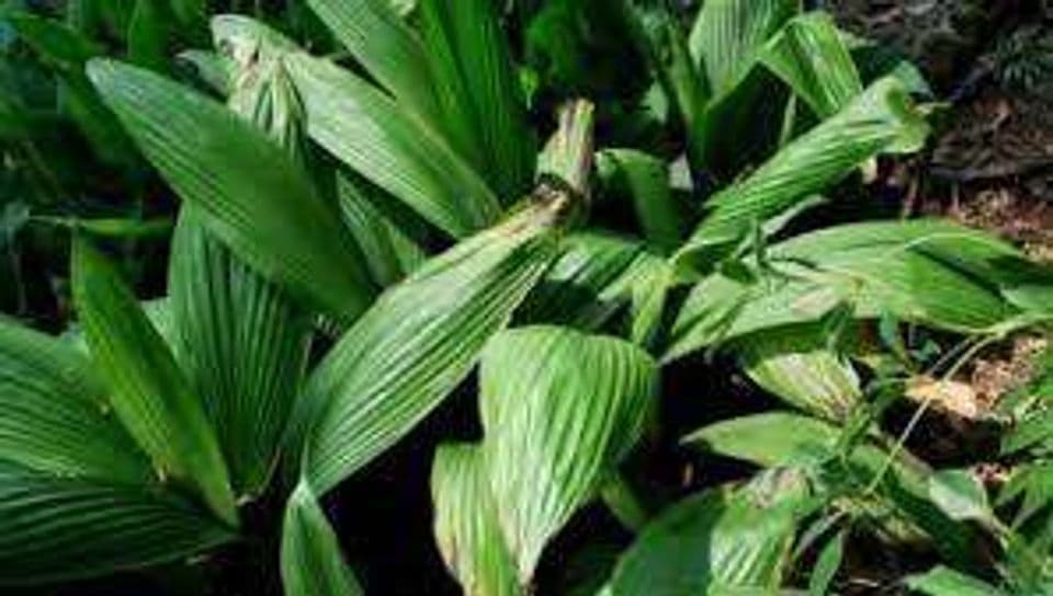 Cara Budidaya Tumbuhan Doyo Sebagai Bahan Baku Tenun Dayak Benuaq