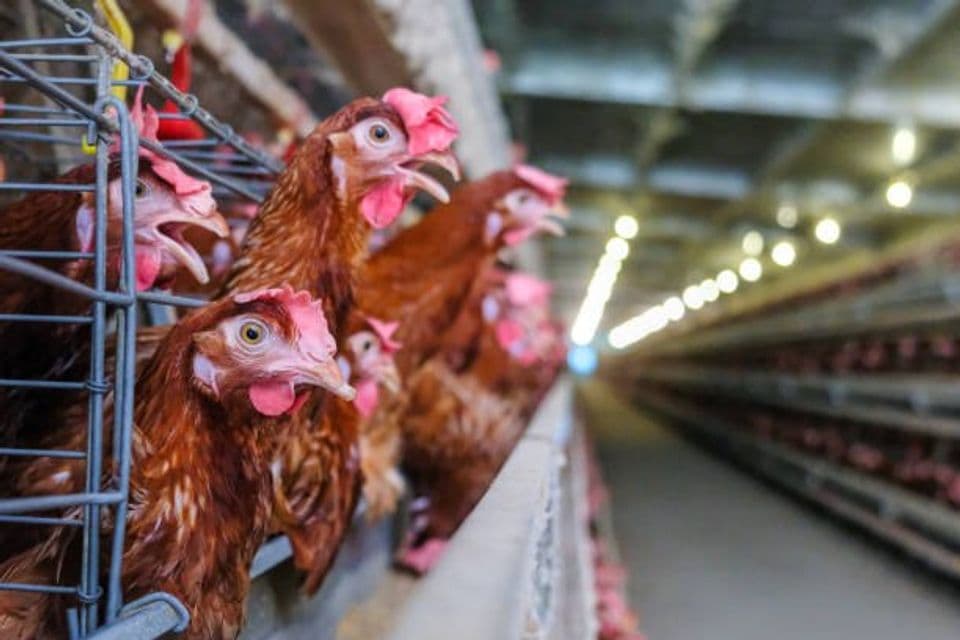 Cara Meningkatkan Produksi Ayam Petelur, Simak Penjelasannya!