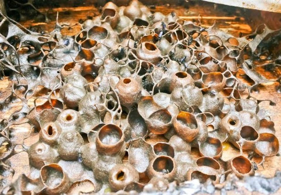 Peluang Usaha Ternak Lebah Madu Menghasilkan Keuntungan dengan Modal yang Minim