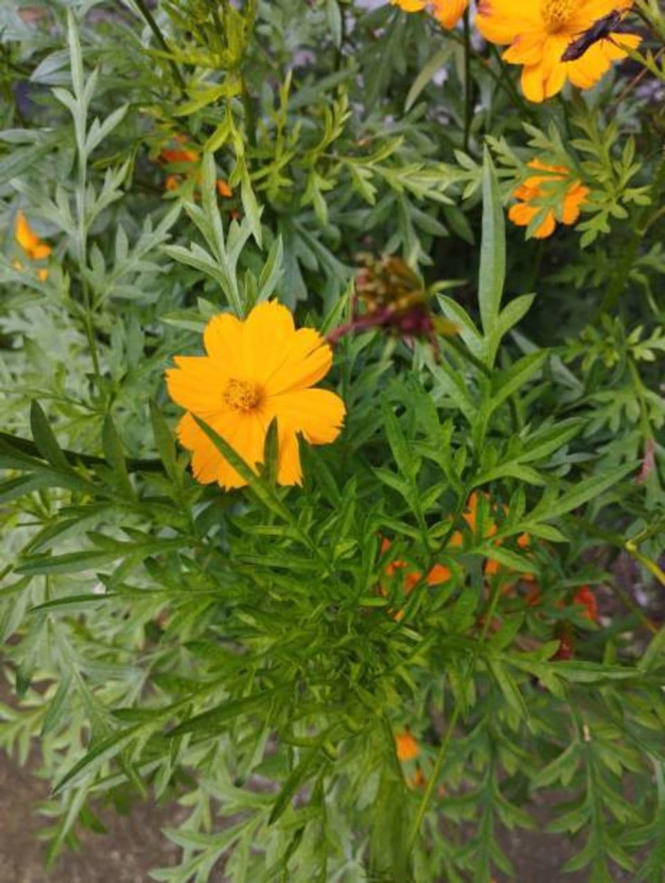 Begini Cara Budidaya dan Perawatan Lengkap Tanaman Kenikir