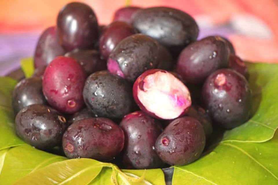 Mengenal Tanaman Jamblang, Manfaatnya serta Langkah-langkah Membudidayakan