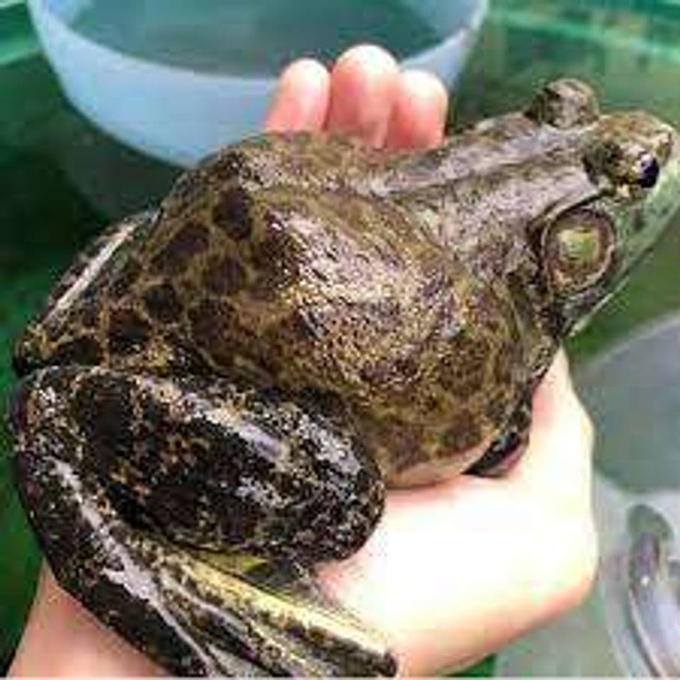 Budidaya Katak Lembu Menjadi Salah Satu Komoditas Andalan Ekspor Indonesia