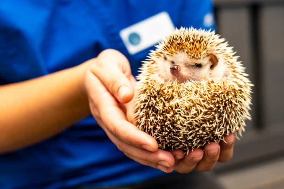 Begini Cara Membudidayakan Landak Mini yang Imut dan Menggemaskan