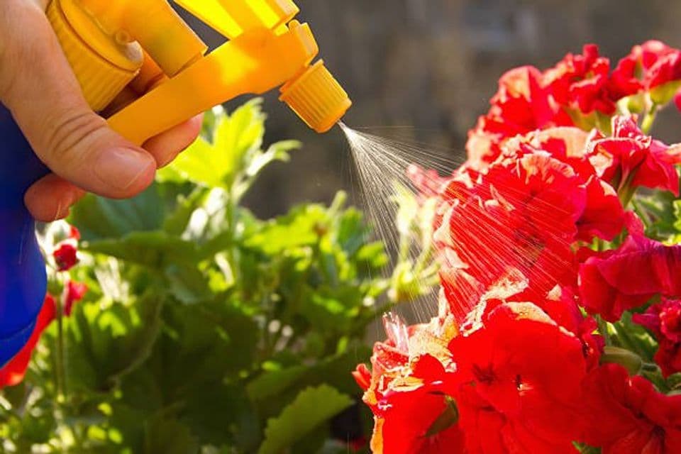 Memanfaatkan Urine Kelinci Menjadi Pupuk Organik Cair, Begini Cara Buatnya!