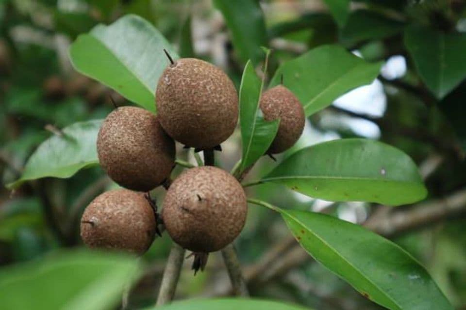 10 Panduan Lengkap Cara Budidaya Sawo agar Hasil Panen Maksimal