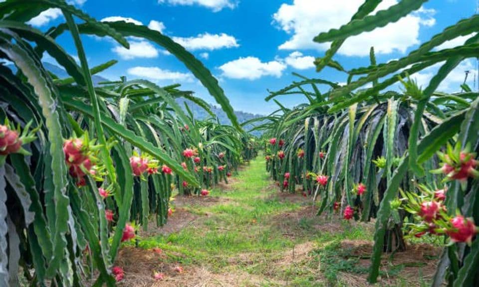 Budidaya Buah Naga: Cara Menanam Hingga Proses Panen