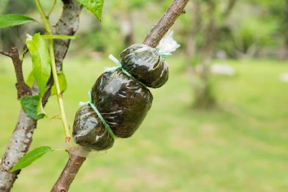 Perbanyakan Pohon Mangga dengan Mencangkok, Bisa Hasilkan Buah yang Lebih Manis