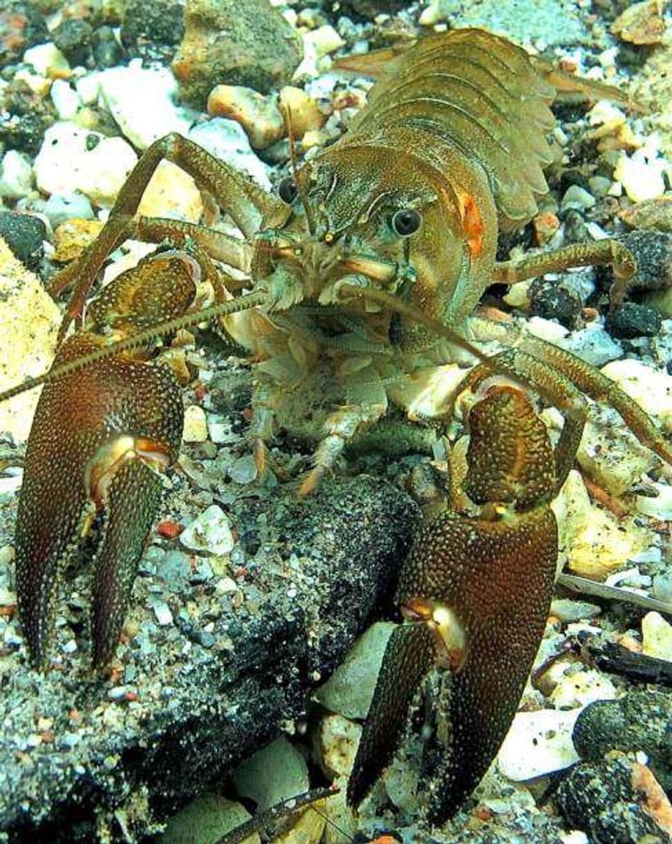 Budidaya Lobster Air Tawar, Begini Modal Awalnya