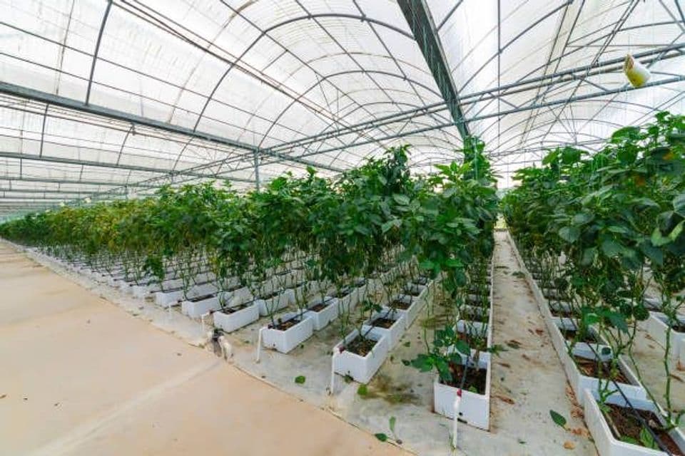 Cara Menanam Cabai Menggunakan Sistem Hidroponik: Pembenihan Hingga Perawatannya