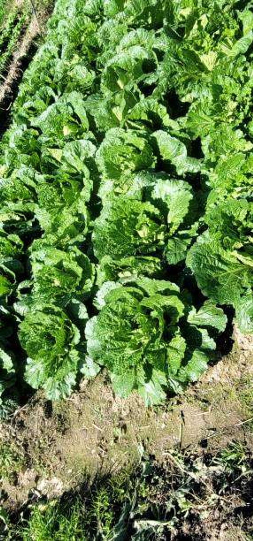 Budidaya Sawi Putih: Pembibitan, Cara Menanam Hingga Panen