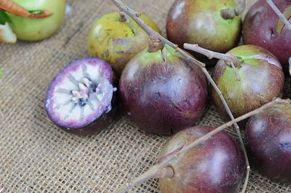 Budidaya Buah Sawo Duren: Pembibitan, Cara Menanam Hingga Panen