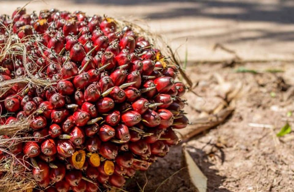 Dosis Pemupukan Kelapa Sawit agar Hasilnya Maksimal