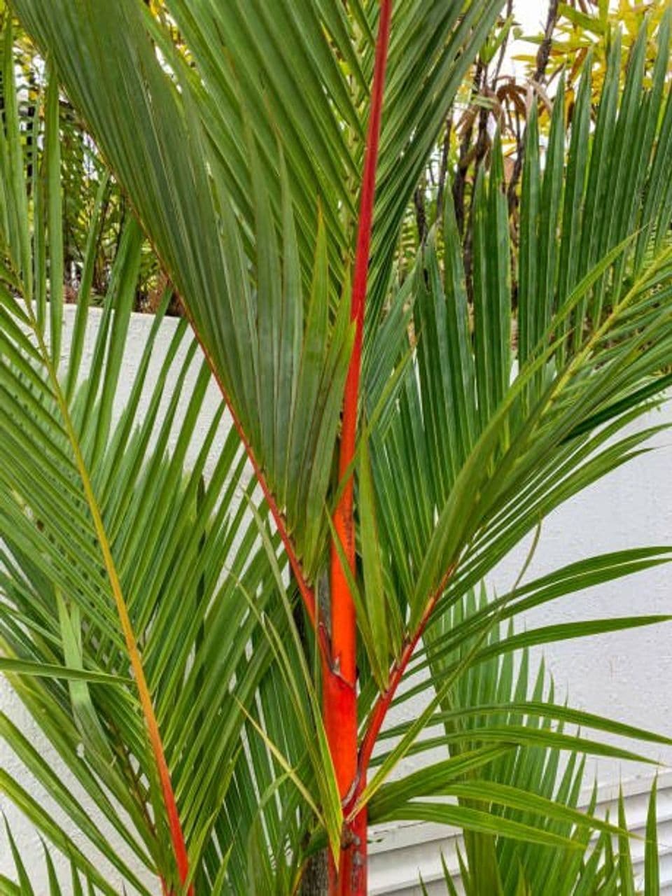 Bisnis Tanaman Palem Hias, Begini Cara Lengkap Perawatan dan Budidayanya