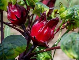 Manfaat Bunga Rosella jika Dikonsumsi bagi Kesehatan Tubuh