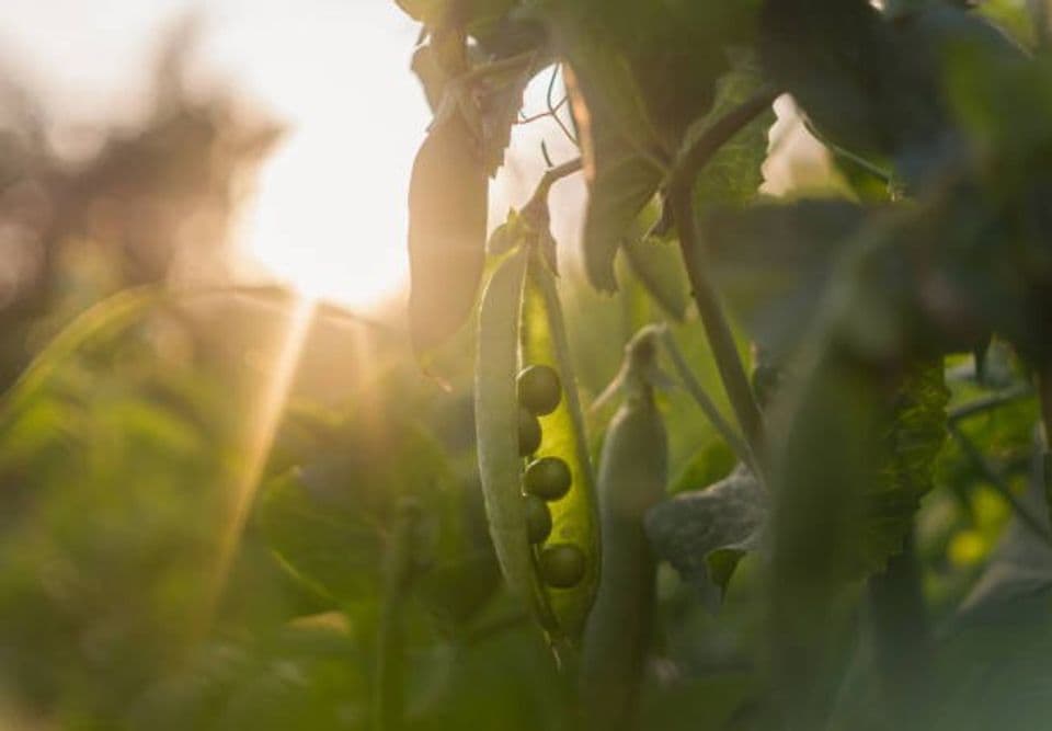Begini Cara Membudidayakan Kacang Hijau Menggunakan Polybag di Rumah