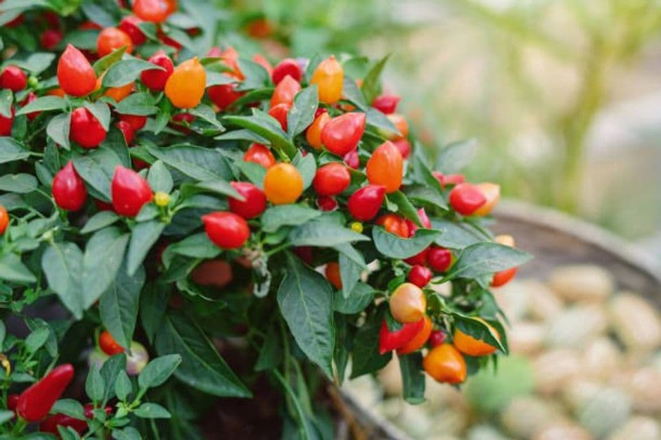 Membudidayakan Cabai Cantik dan Menawan, Begini Caranya