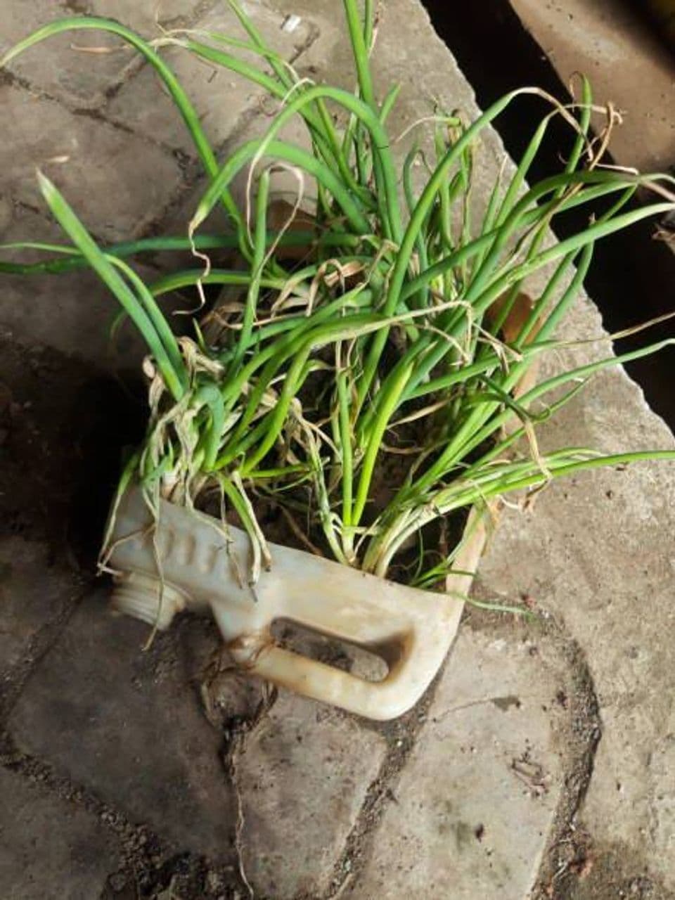 Panduan Lengkap Budidaya Bawang Putih di Pot atau Polybag