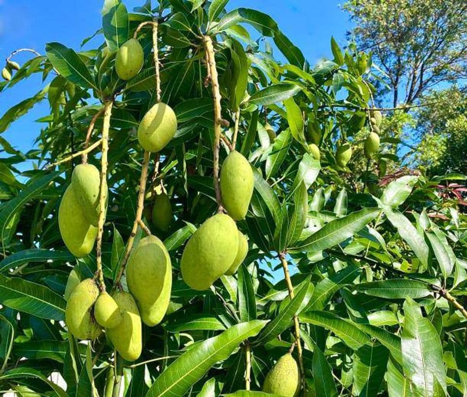 Ide Bisnis Menanam Buah Mangga di Dalam Pot, Begini Panduannya Bagi Pemula!