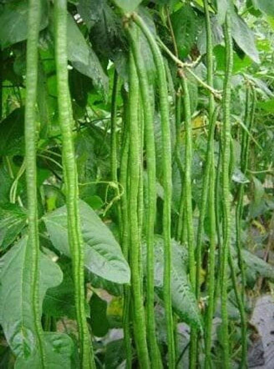 Inilah Jenis-jenis Sayuran yang Cocok Ditanam pada Musim Hujan Tiba