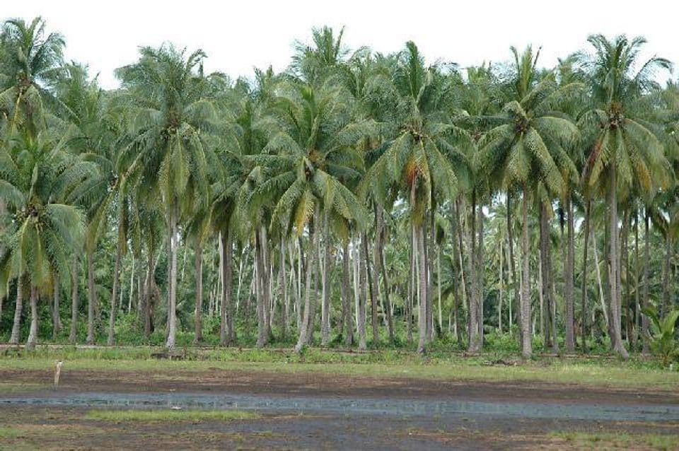 Proses Peremajaan Tanaman Kelapa Untuk Hasil Terbaik