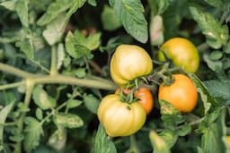 Pengendalian Hama dan Penyakit pada Tanaman Tomat, Begini Cara Mengatasinya
