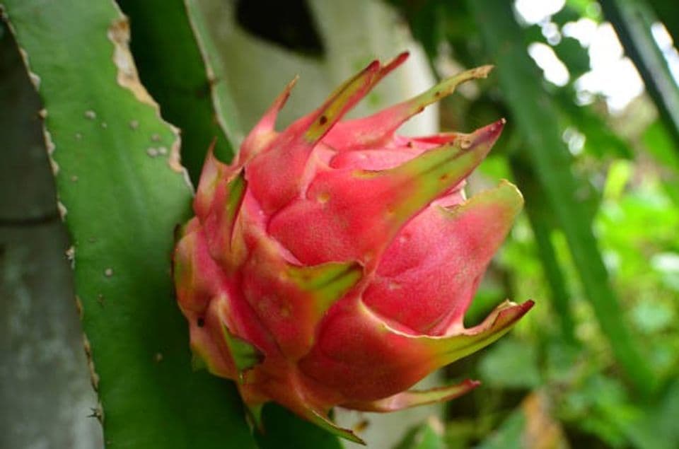 Begini Caranya Budidaya Buah Naga di Pekarangan Rumah