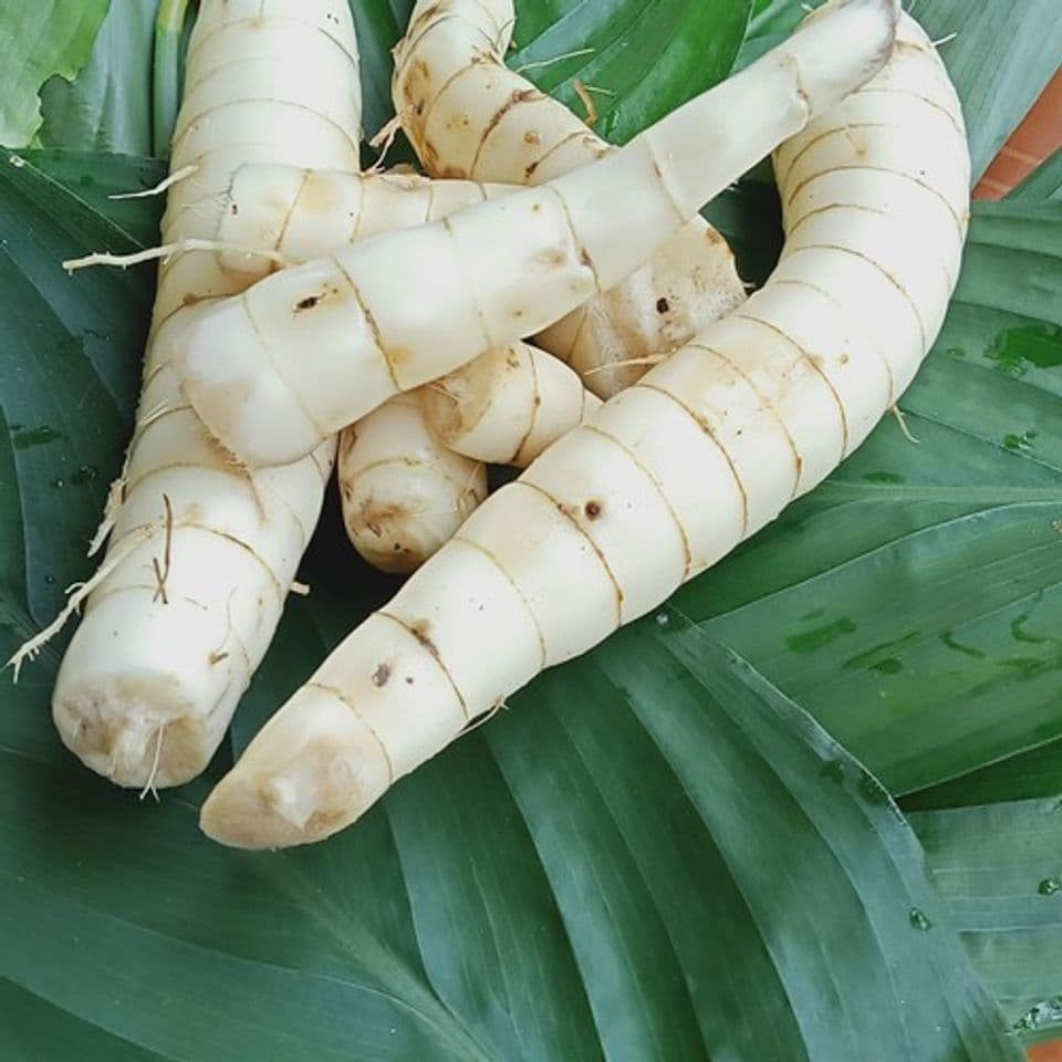 Perkembangan Umbi Garut Berawal dari Makanan Ternak Kini Bisa Dijadikan Olahan Pangan