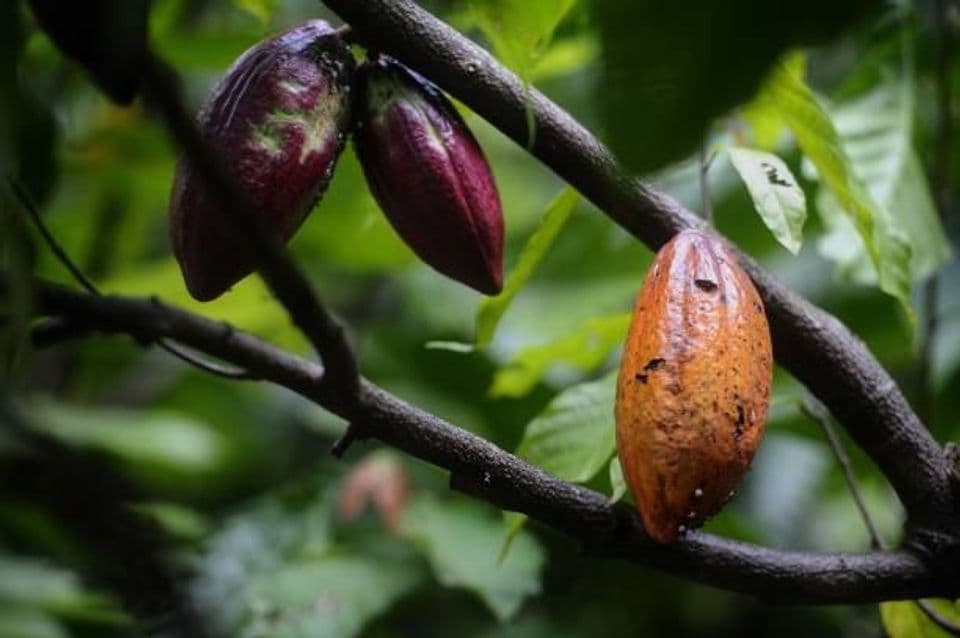 Agar Hasil Panen Maksimal, Begini Cara Sambung Pucuk Tanaman Kakao