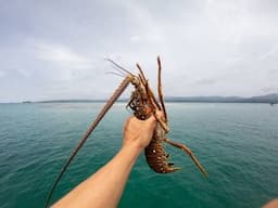 Usaha Pembesaran Lobster yang Menguntungkan di Desa Jerowaru