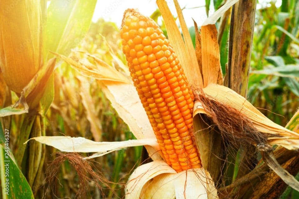 Kulit Jagung: Kandungan Dan Manfaat