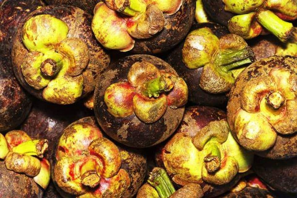 Manfaat dan Kandungan Gizi yang Terdapat Didalam Buah Manggis