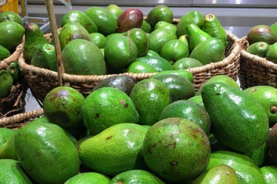 Mengenal Masa Panen dan Pascapanen Budidaya Alpukat